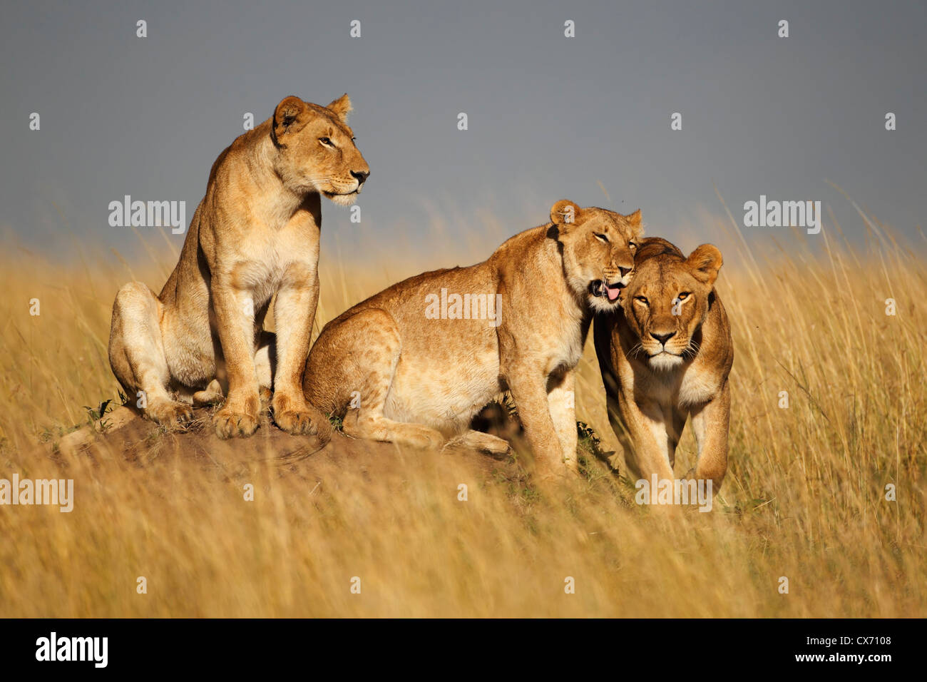 Landscape afrika lions hi-res stock photography and images - Alamy