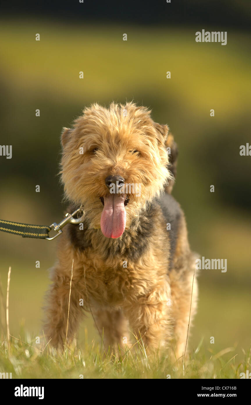 dog yorkshire terrier field mutt pant canine tongue fur doggy lead alert Stock Photo