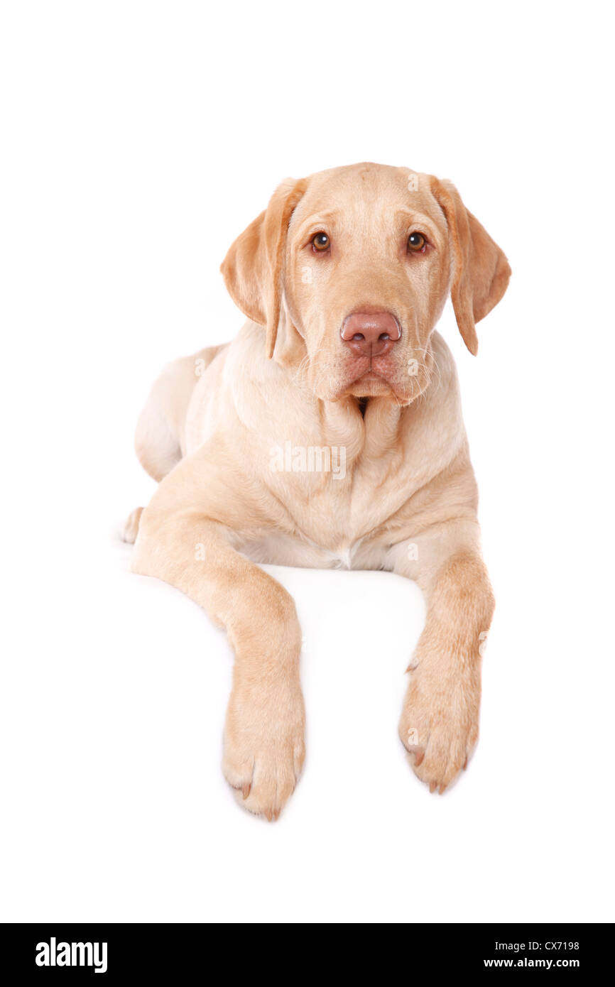 young Labrador Retriever Stock Photo Alamy
