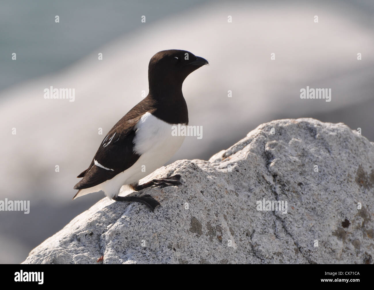 Little Auk on the rocks at a colony in Spitsbergen, Svalbard. Stock Photo