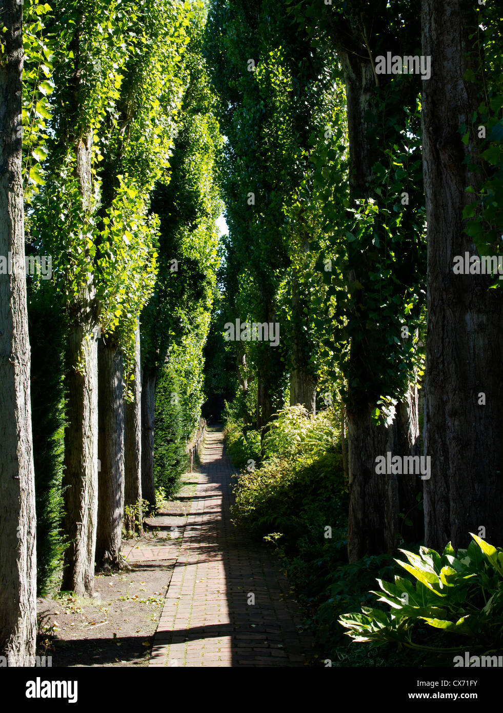 Tree Lined Path in The Salutation Secret Gardens Sandwich Kent UK Stock Photo