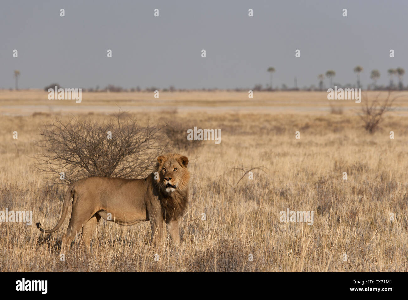 lion rare Kalahari desert Africa safari animal Stock Photo