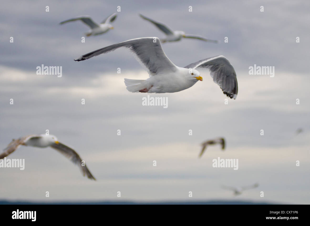 Big herring gull flies in front of birds flock Stock Photo Alamy