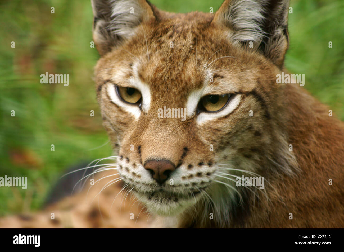 the lynx Stock Photo