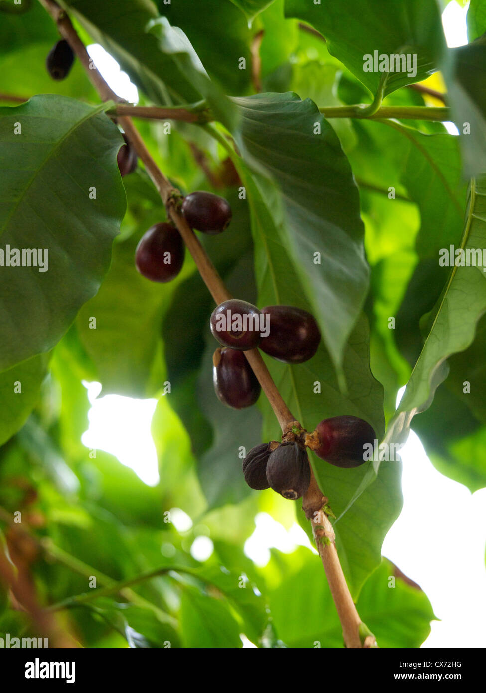 Robusta coffee beans growing on plant. Dordrecht the Netherlands coffea canephora Stock Photo