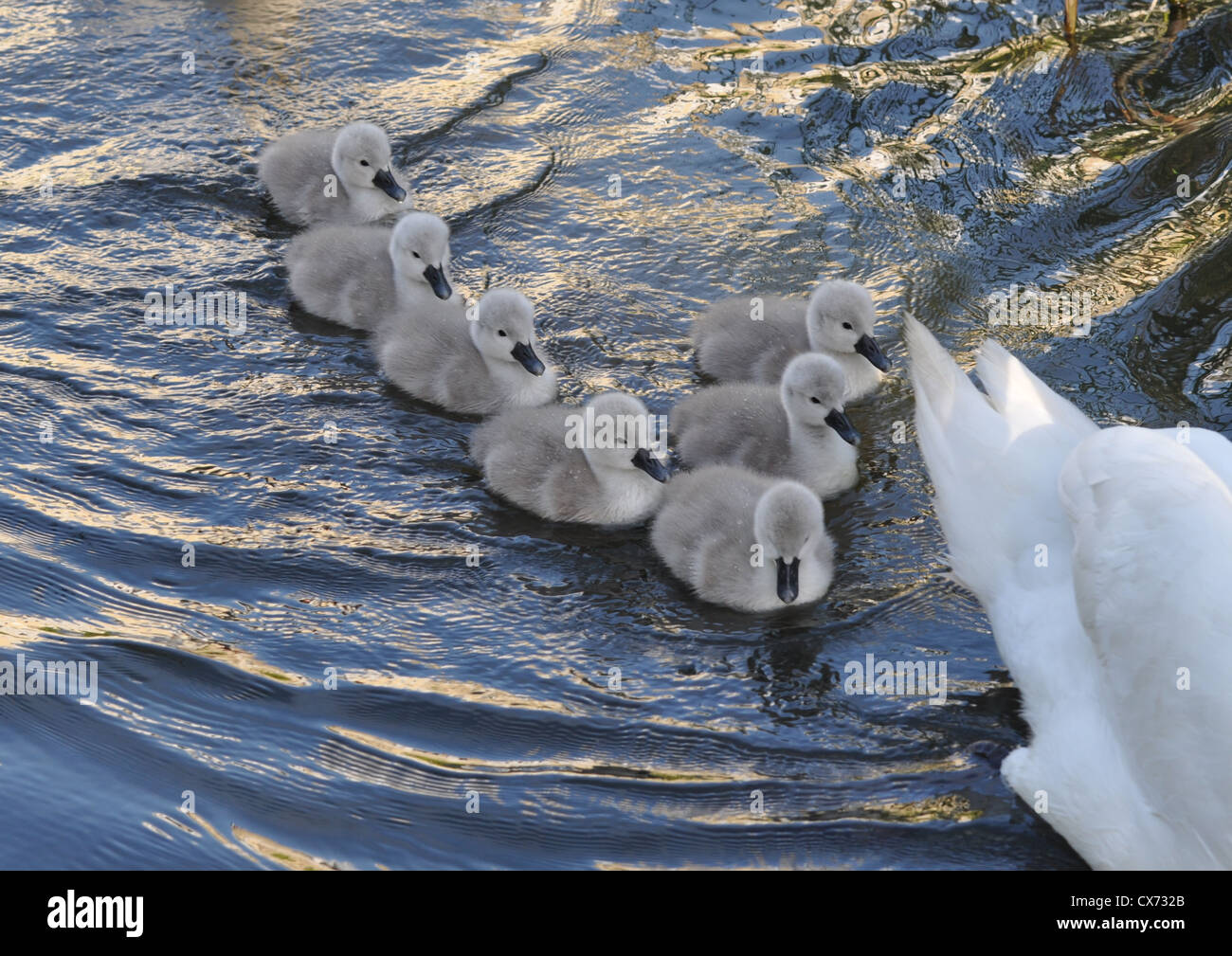 Seven young swan cygnets follow in the wake of their mother. Stock Photo