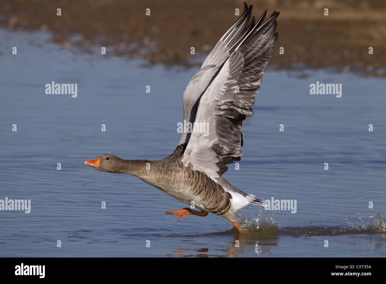 Greylag Goose Anser anser taking off from coastal pool Stock Photo