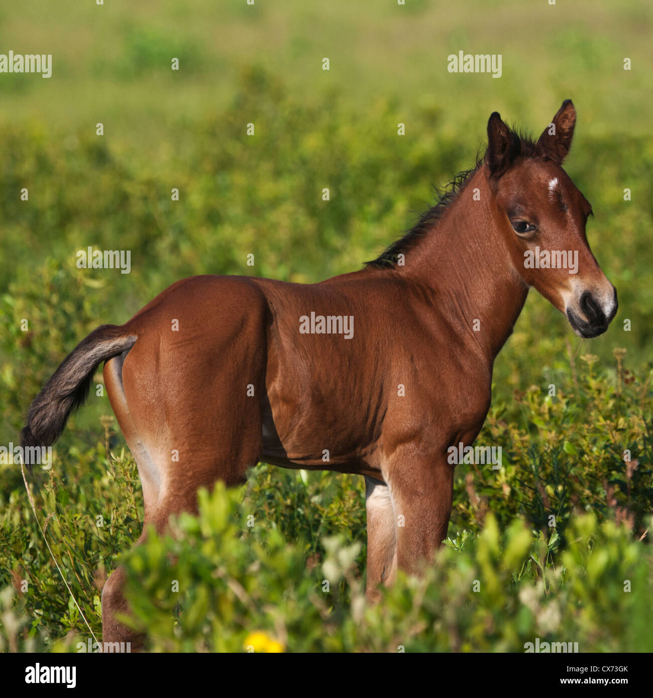 Chincoteague pony hi-res stock photography and images - Alamy