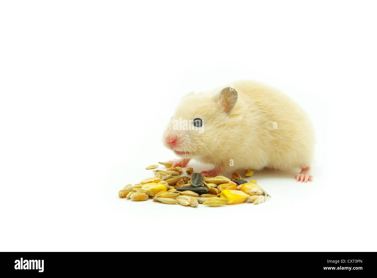 Hamster in front of a white background Stock Photo