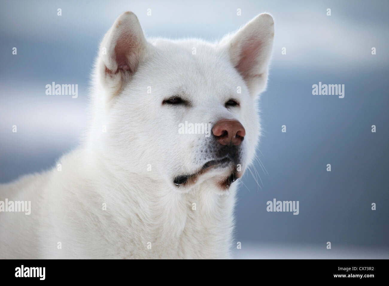 Akita Inu Portrait Stock Photo - Alamy