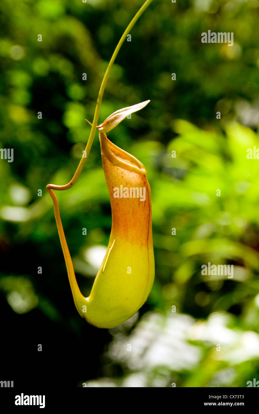 pitcher plant roath park cardiff wales Stock Photo