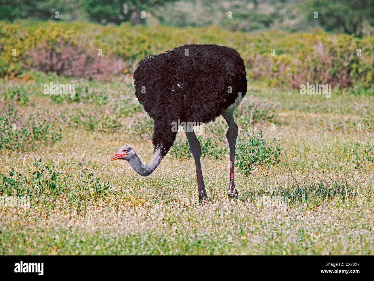 Male Somali Ostrich Samburu National Reserve Kenya with blue neck and legs with red patches of breeding plumage Stock Photo