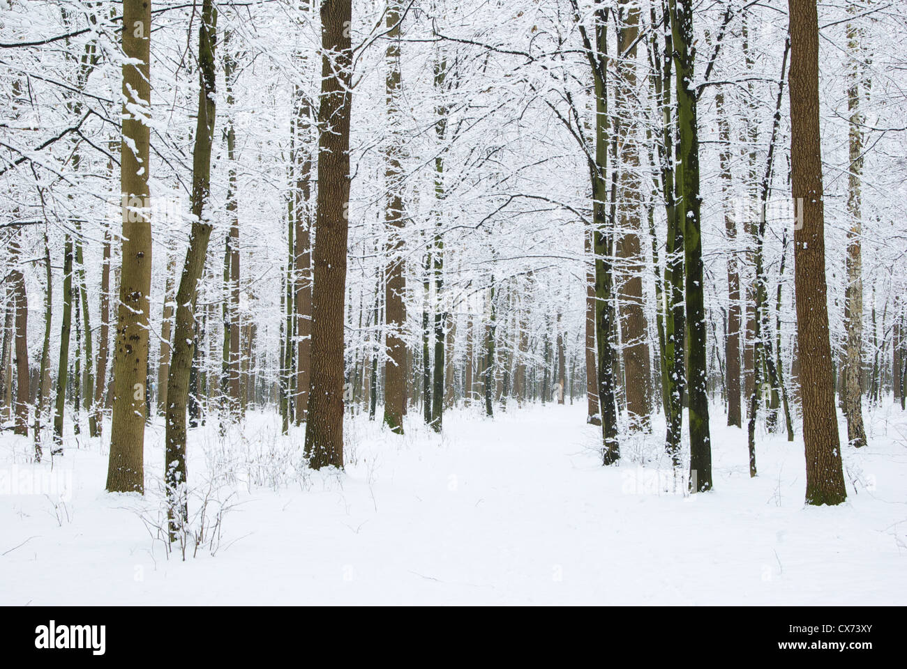 beautiful winter forest and the road Stock Photo - Alamy