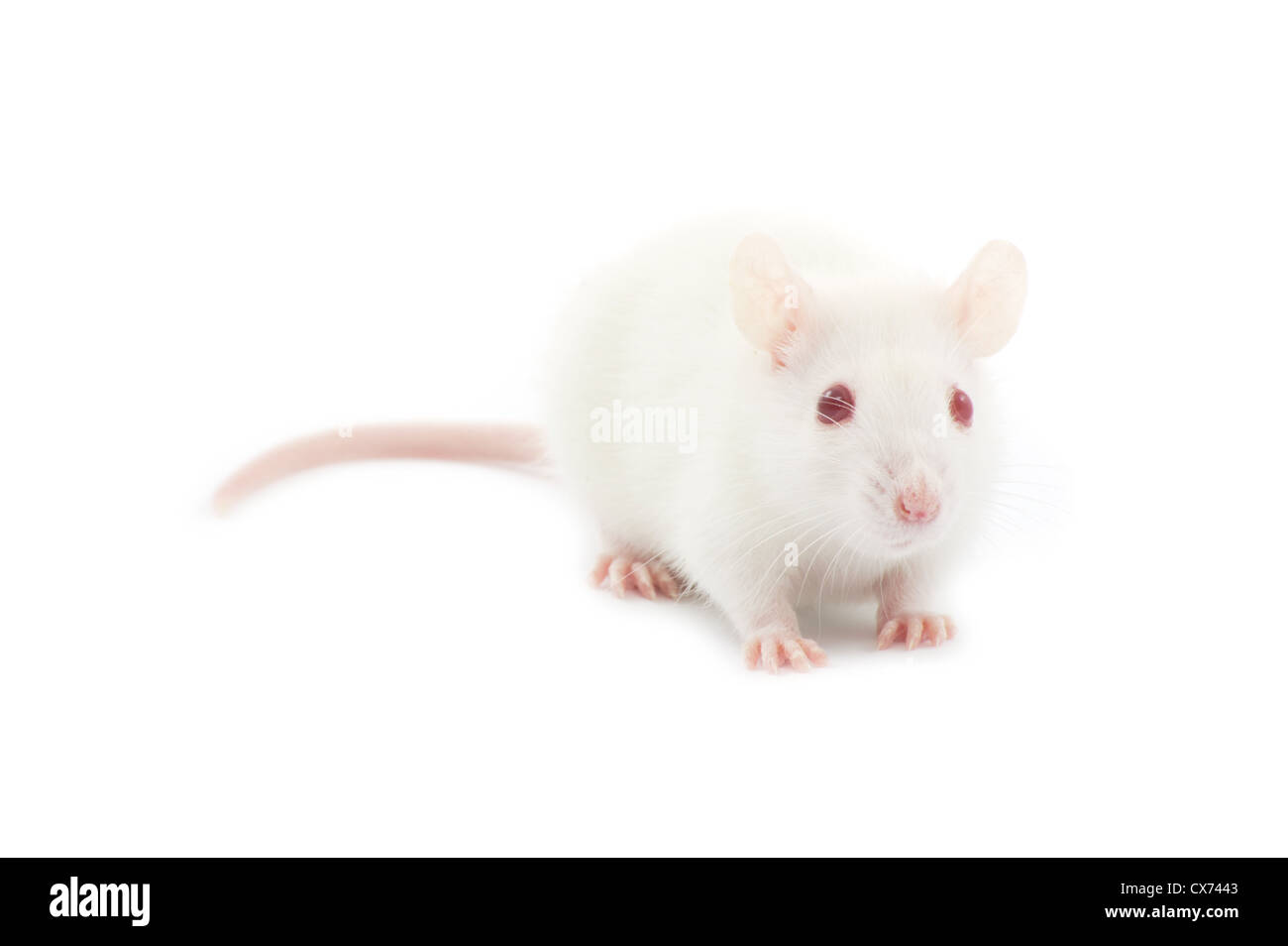 white rat isolated on white background Stock Photo
