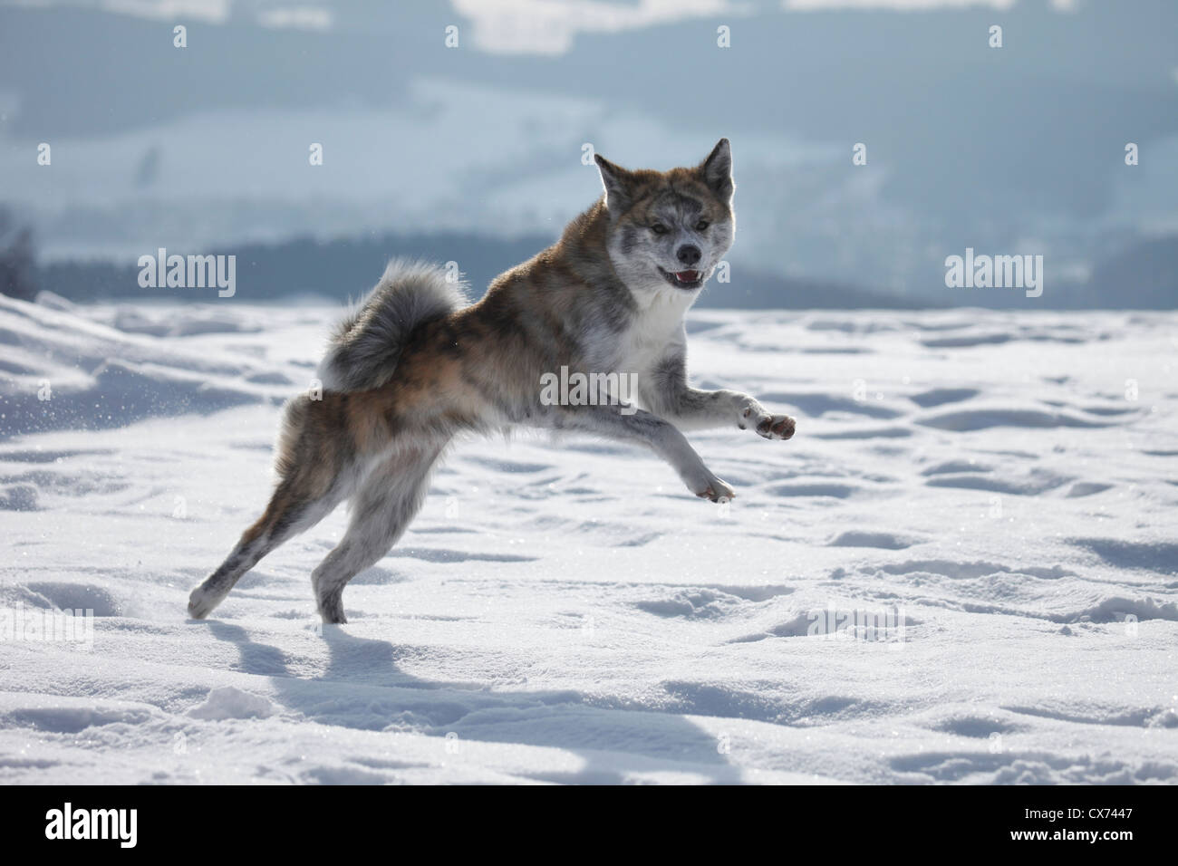 running Akita Inu Stock Photo - Alamy