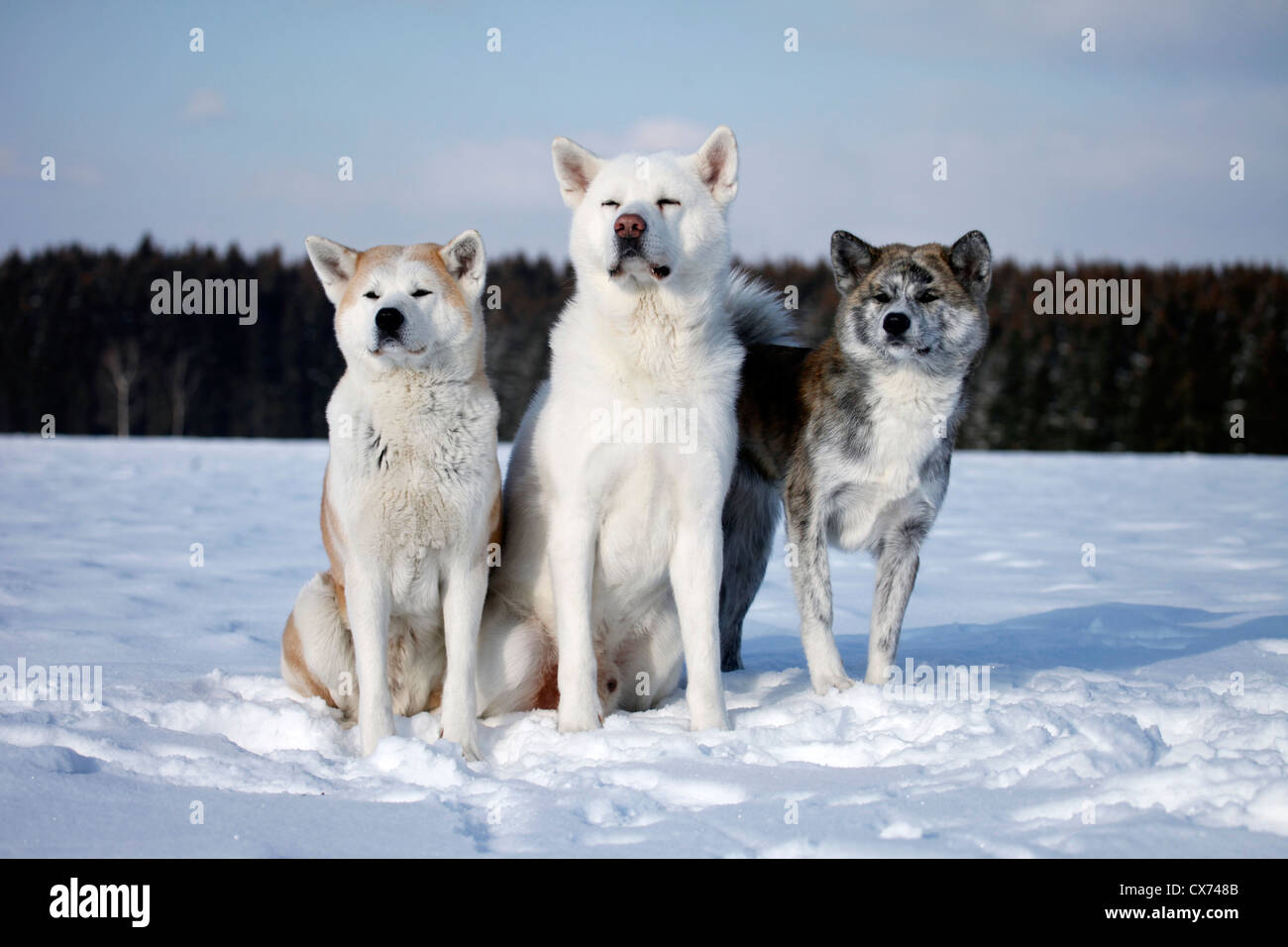 3 Akita Inus Stock Photo - Alamy