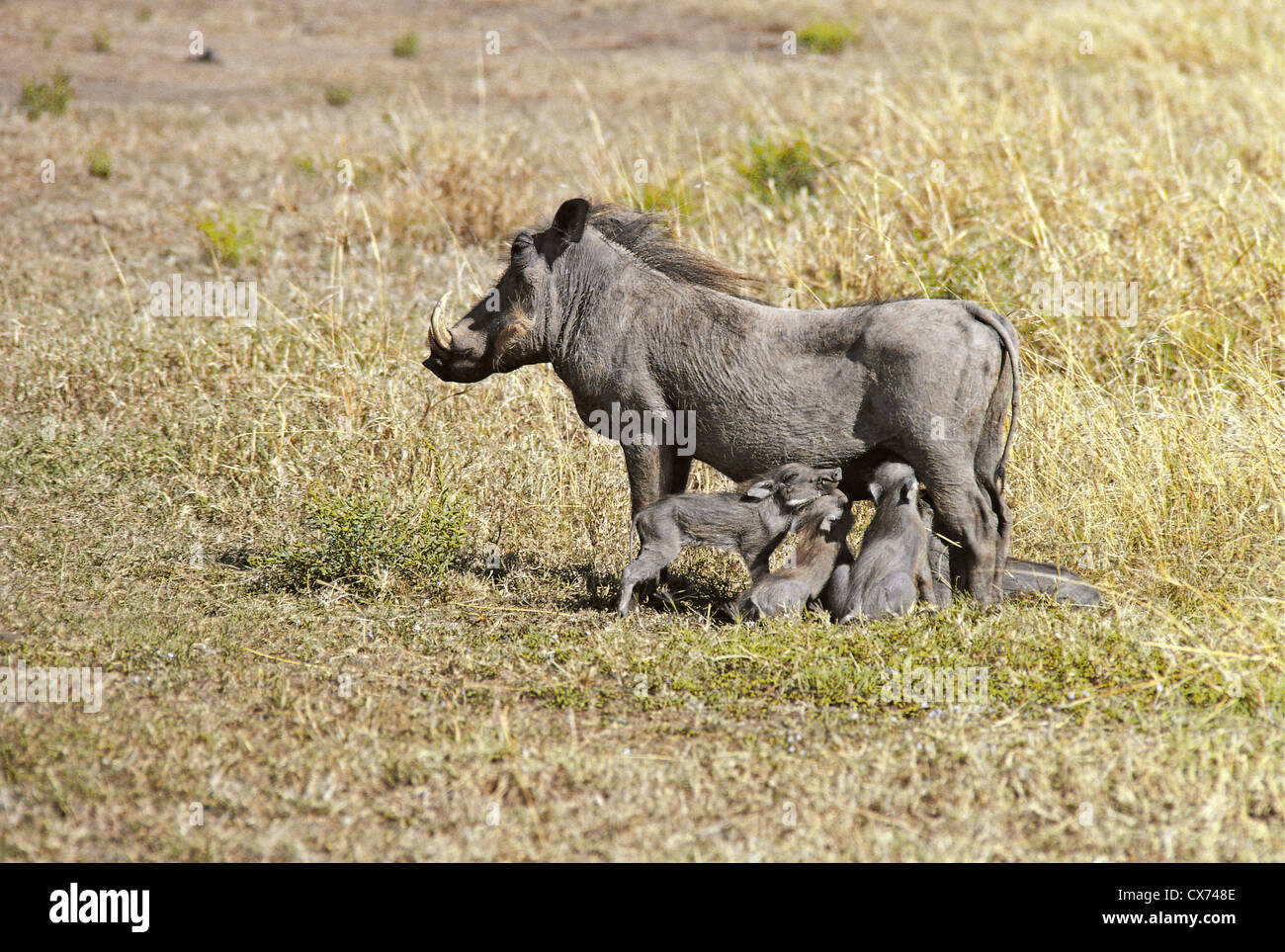 Warthog with three Piglets Suckling Masai Mara National Reserve Kenya Stock Photo