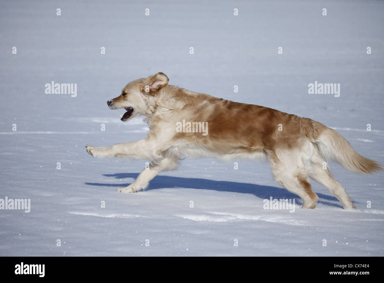 running Golden Retriever Stock Photo - Alamy