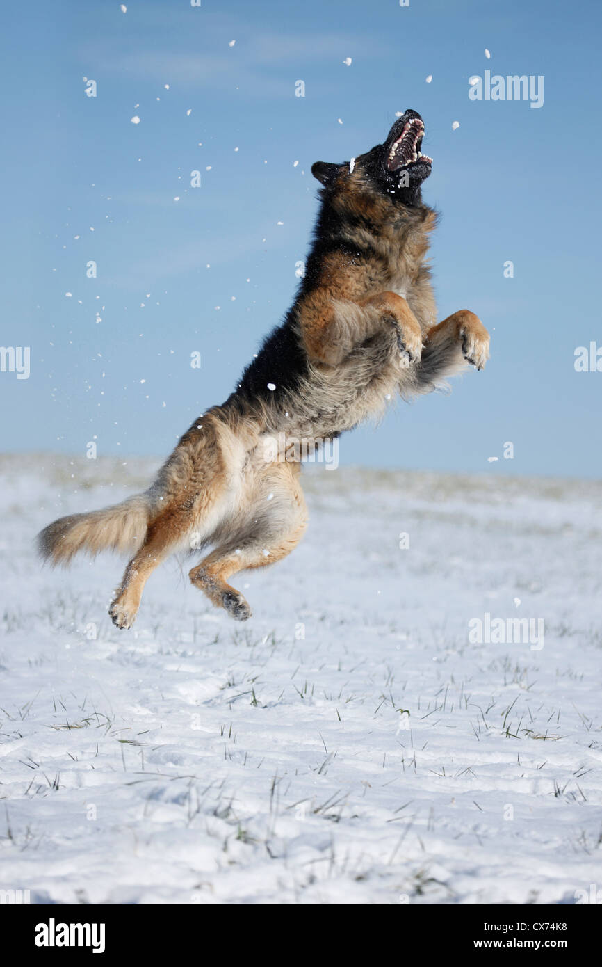 German shepherd jumping store high