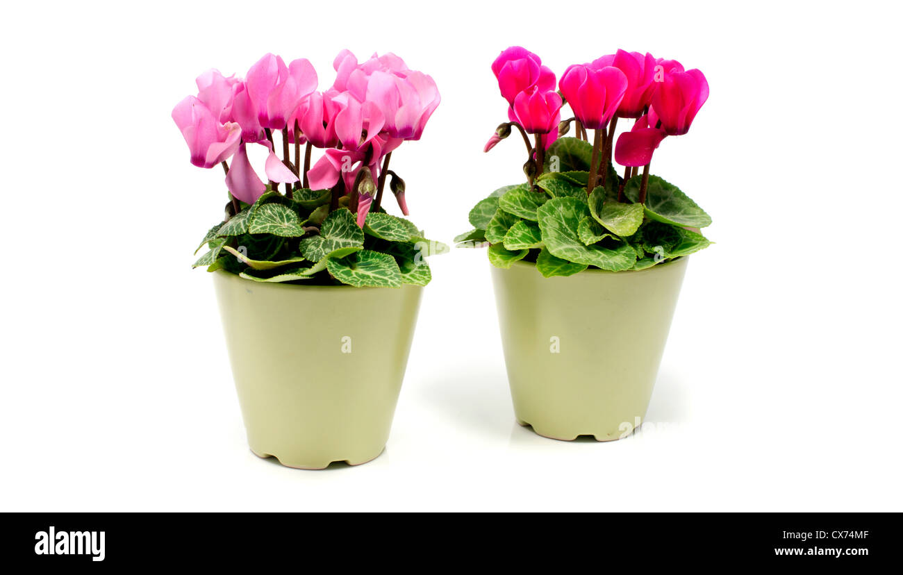 green pots with cyclamen flowers isolated on white Stock Photo