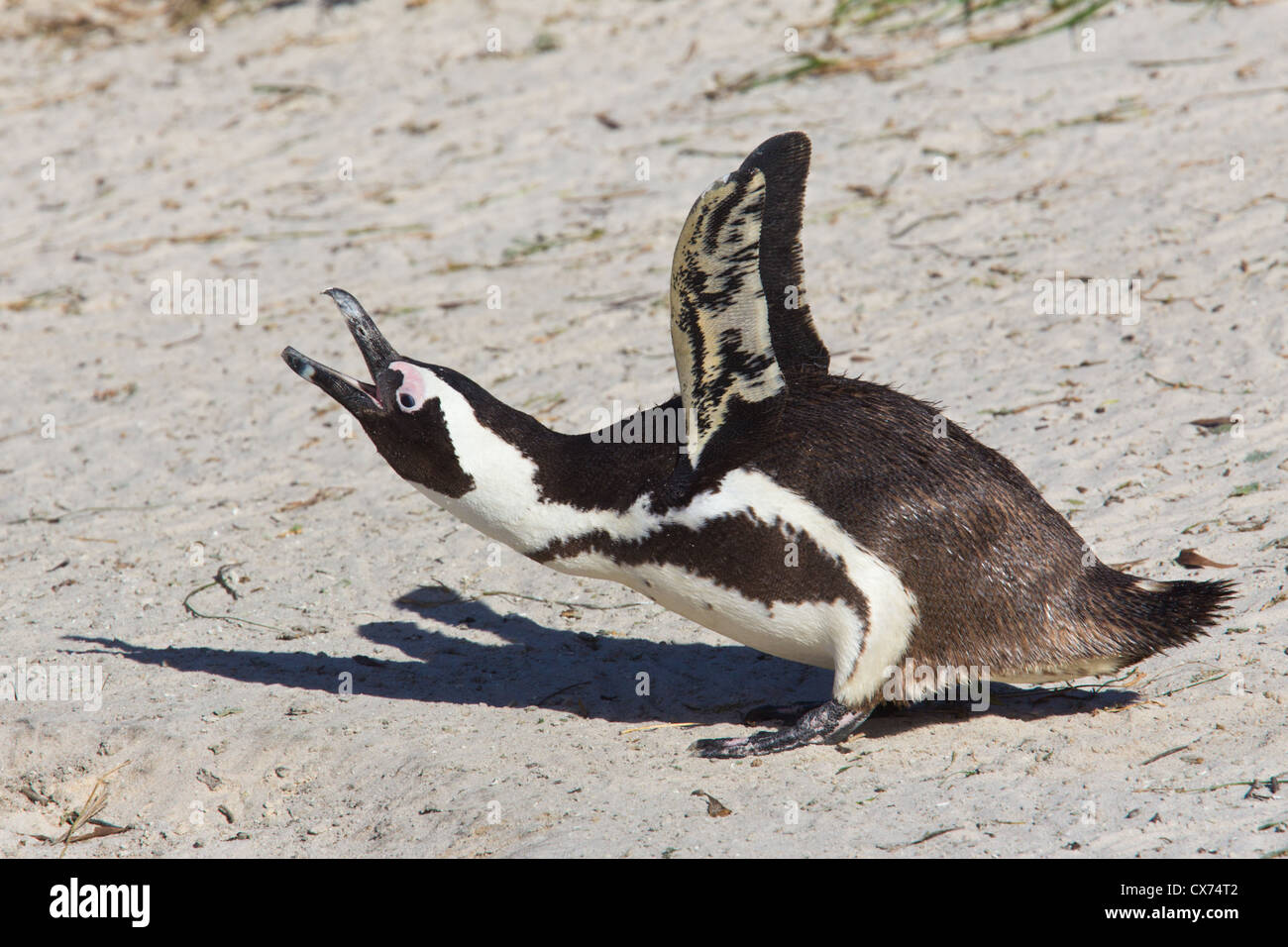 Penguin donkey hi-res stock photography and images - Alamy