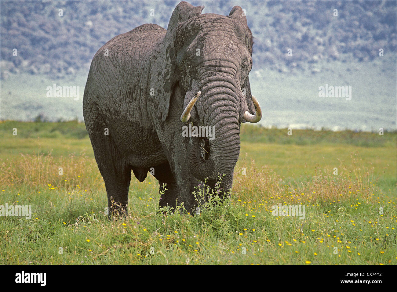Male Elephant with strange up turned tusks feeding in Ngorongoro Crater Tanzania Stock Photo