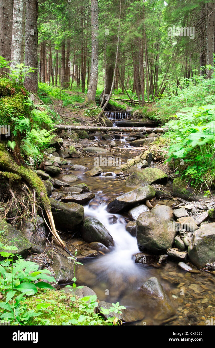 Cascades on a clear creek in a forest Stock Photo - Alamy