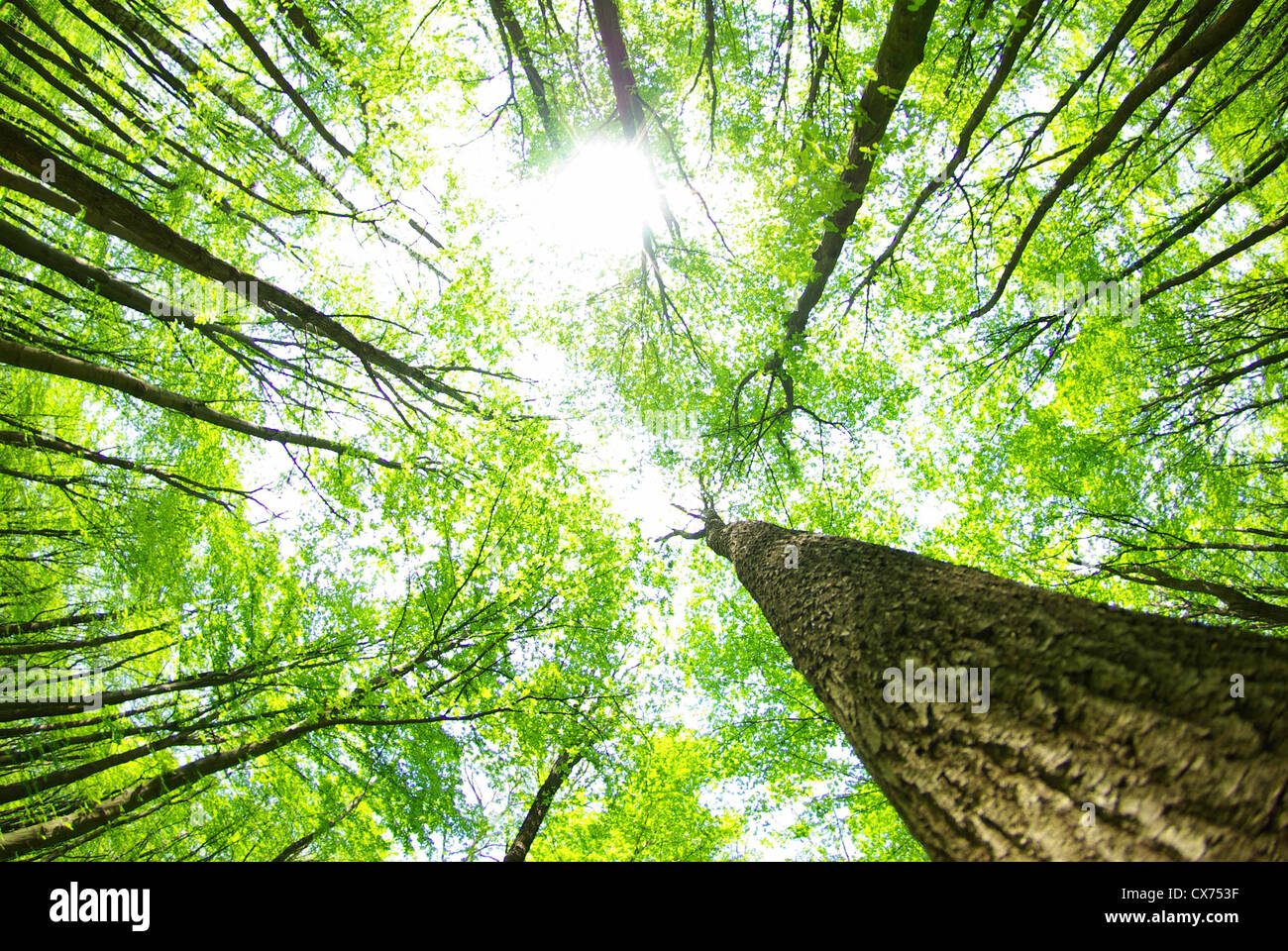 Early morning sun in the green forest Stock Photo - Alamy