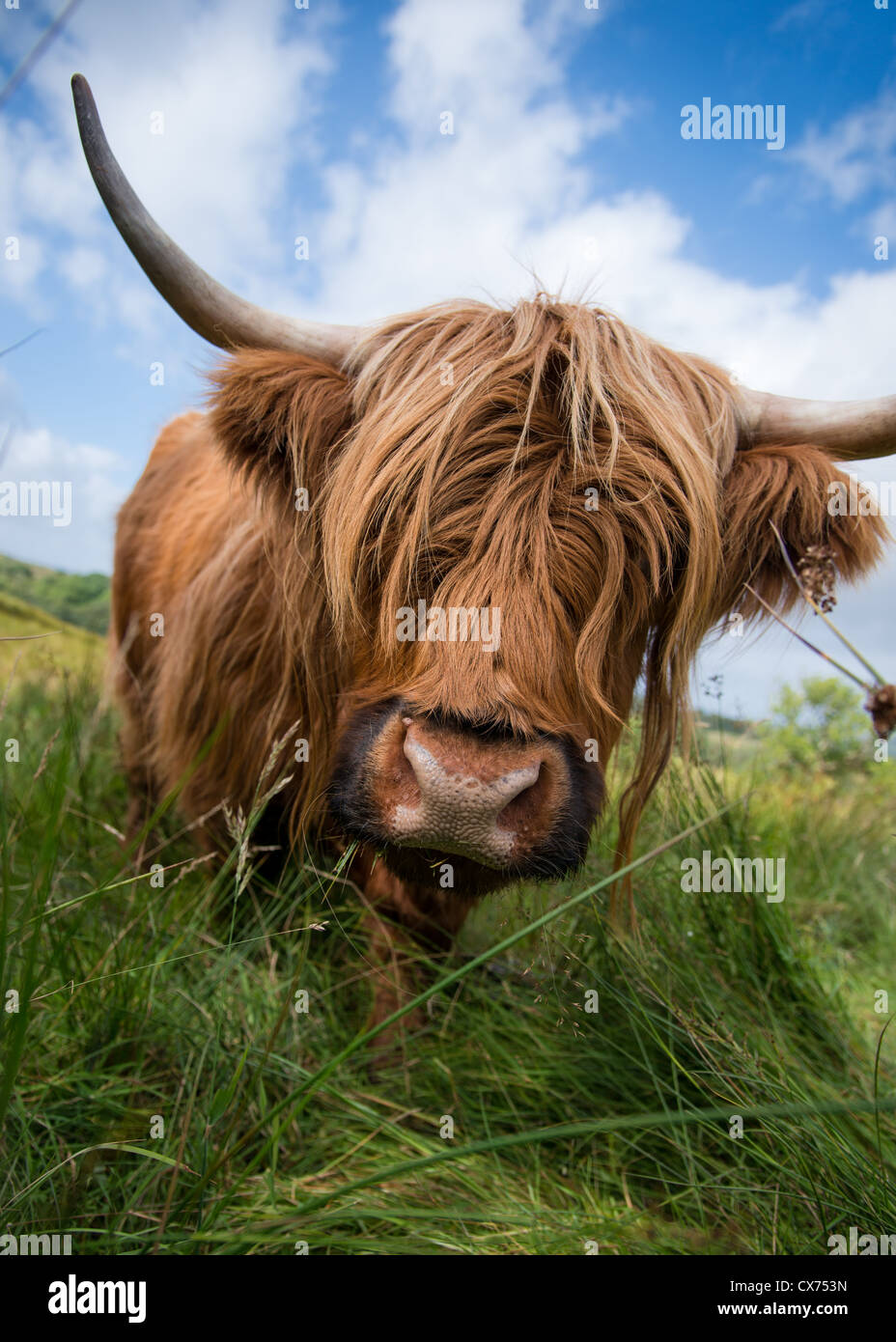 Scottish highland long-horned cattle in a field on a spring day in Scotland Stock Photo