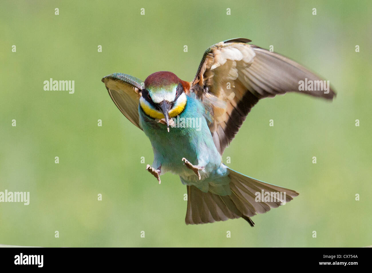 Bird Catching Insect High Resolution Stock Photography and Images Alamy