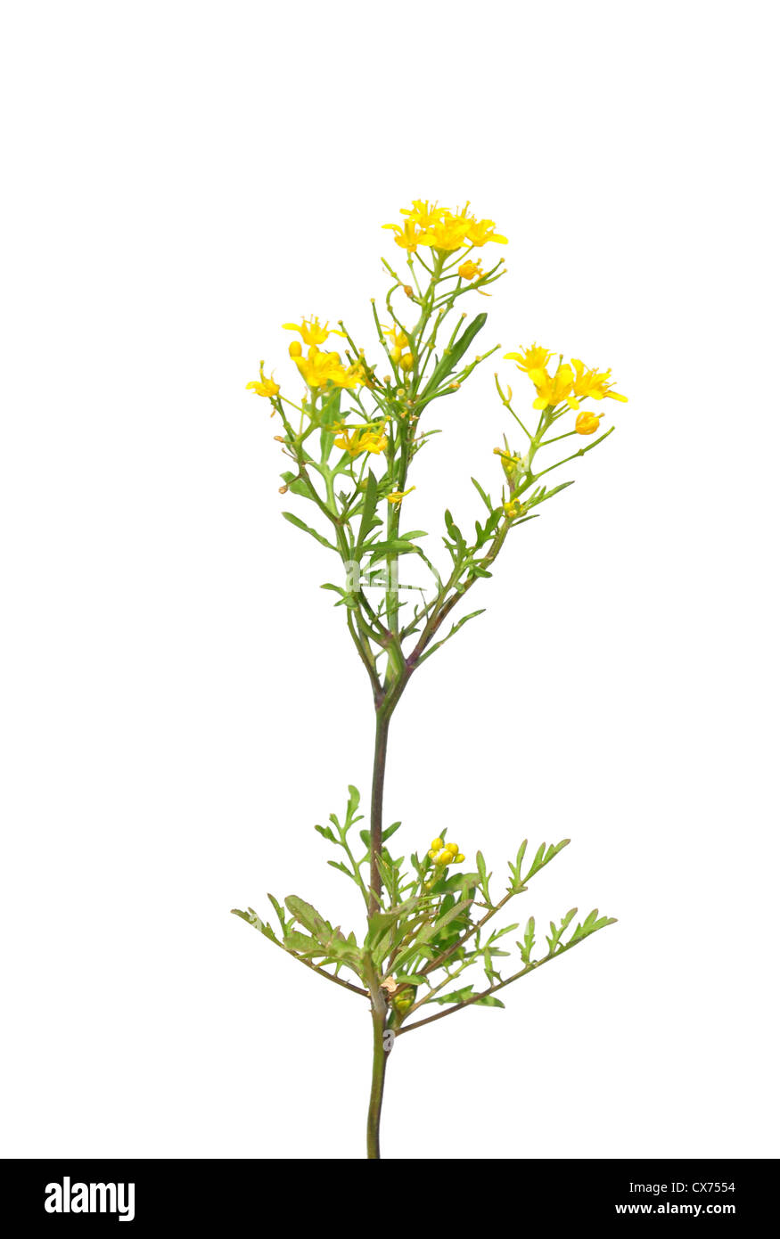 Creeping yellowcress (Rorippa sylvestris) Stock Photo