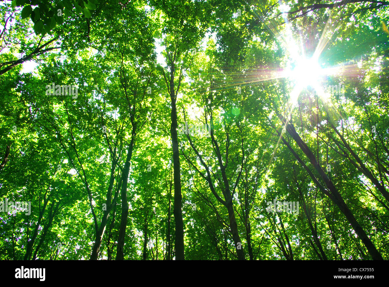 Early morning sun in the forest Stock Photo - Alamy