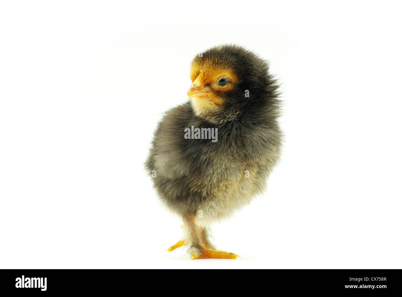 Cute little baby chicken isolated on white background Stock Photo - Alamy