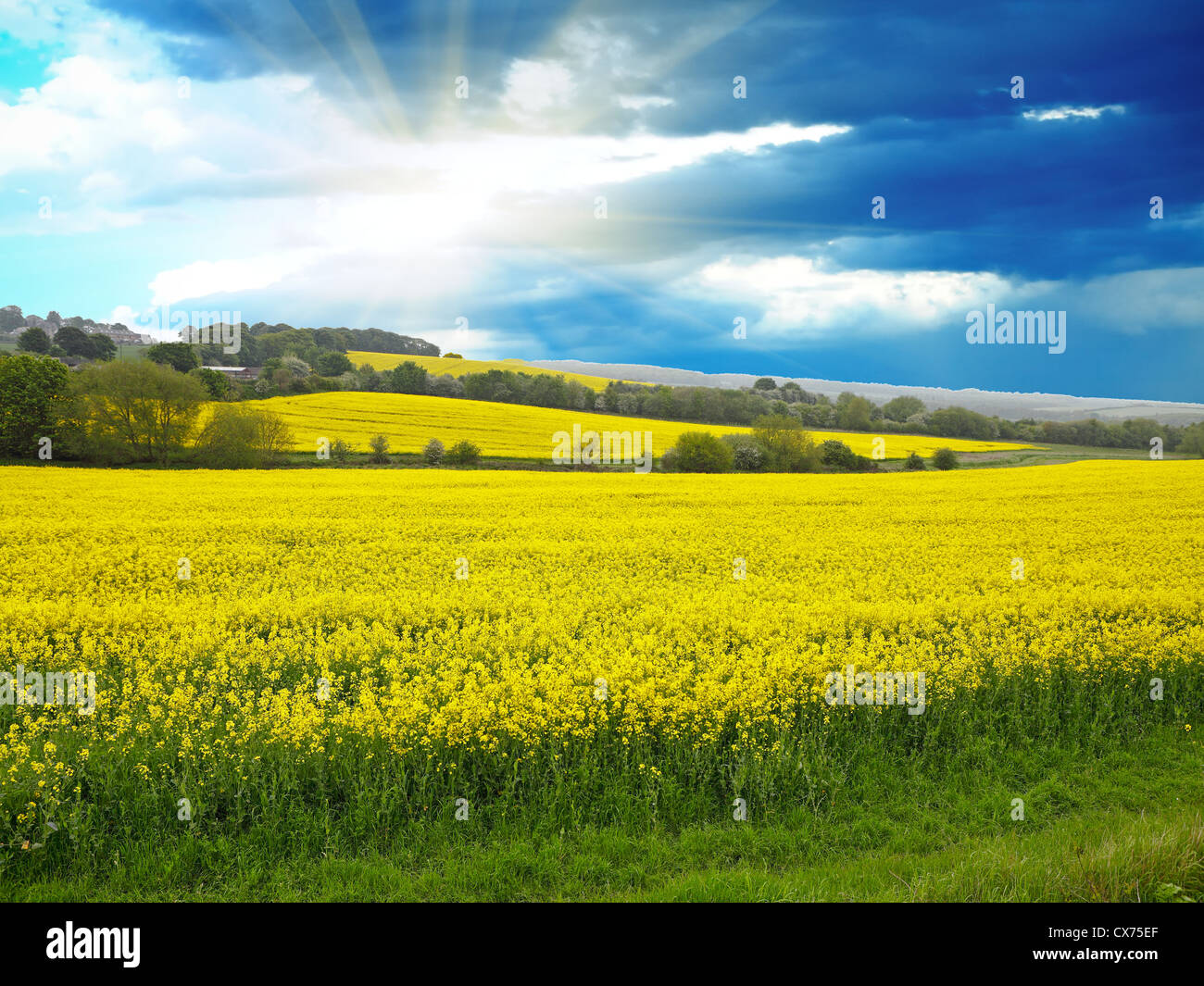 Spring rural landscape yellow hi-res stock photography and images - Alamy