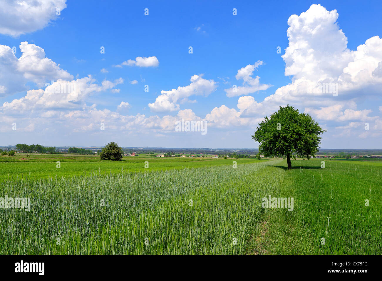 Summer rural landscape Stock Photo - Alamy
