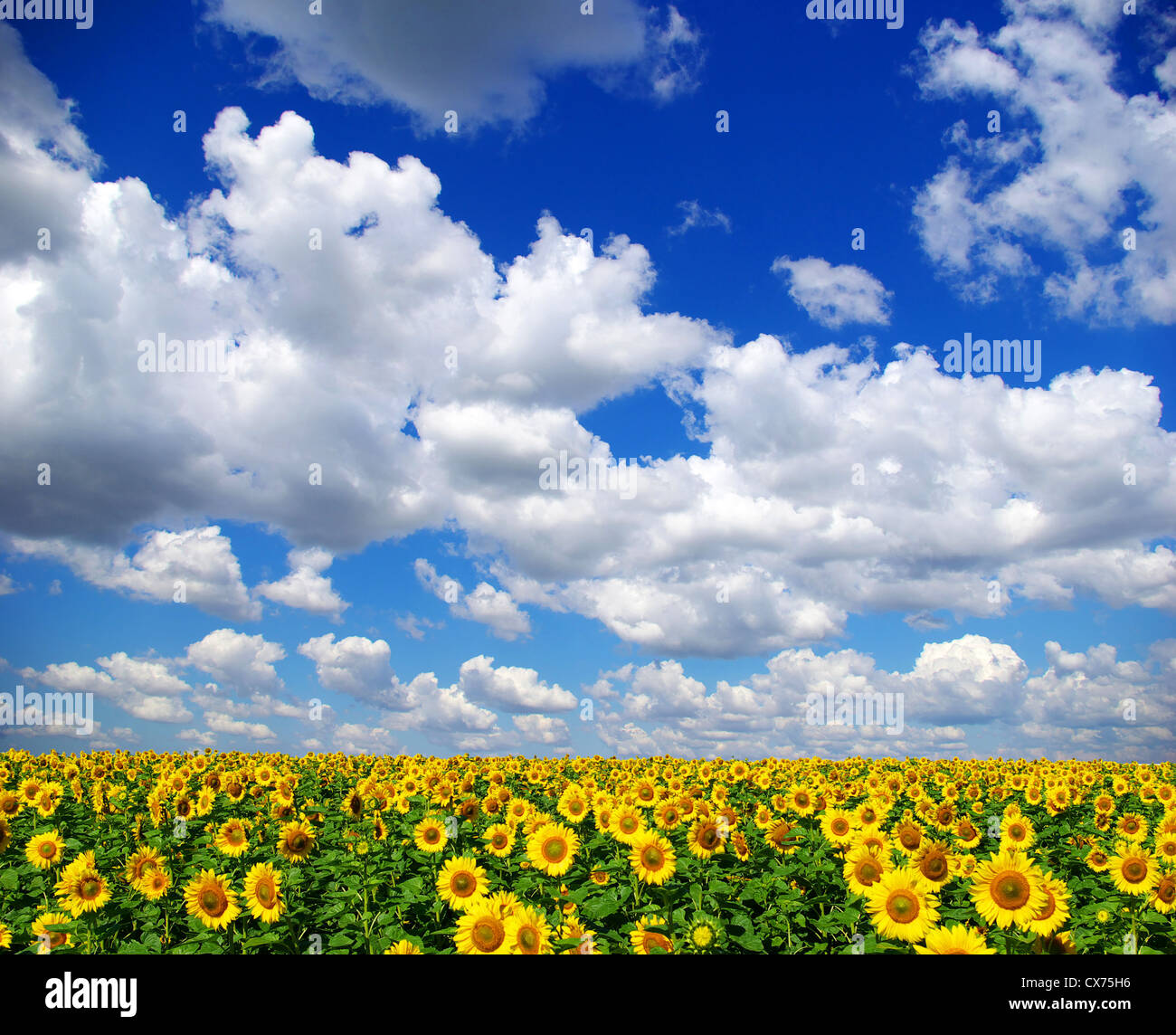 sunflower field over cloudy blue sky Stock Photo - Alamy