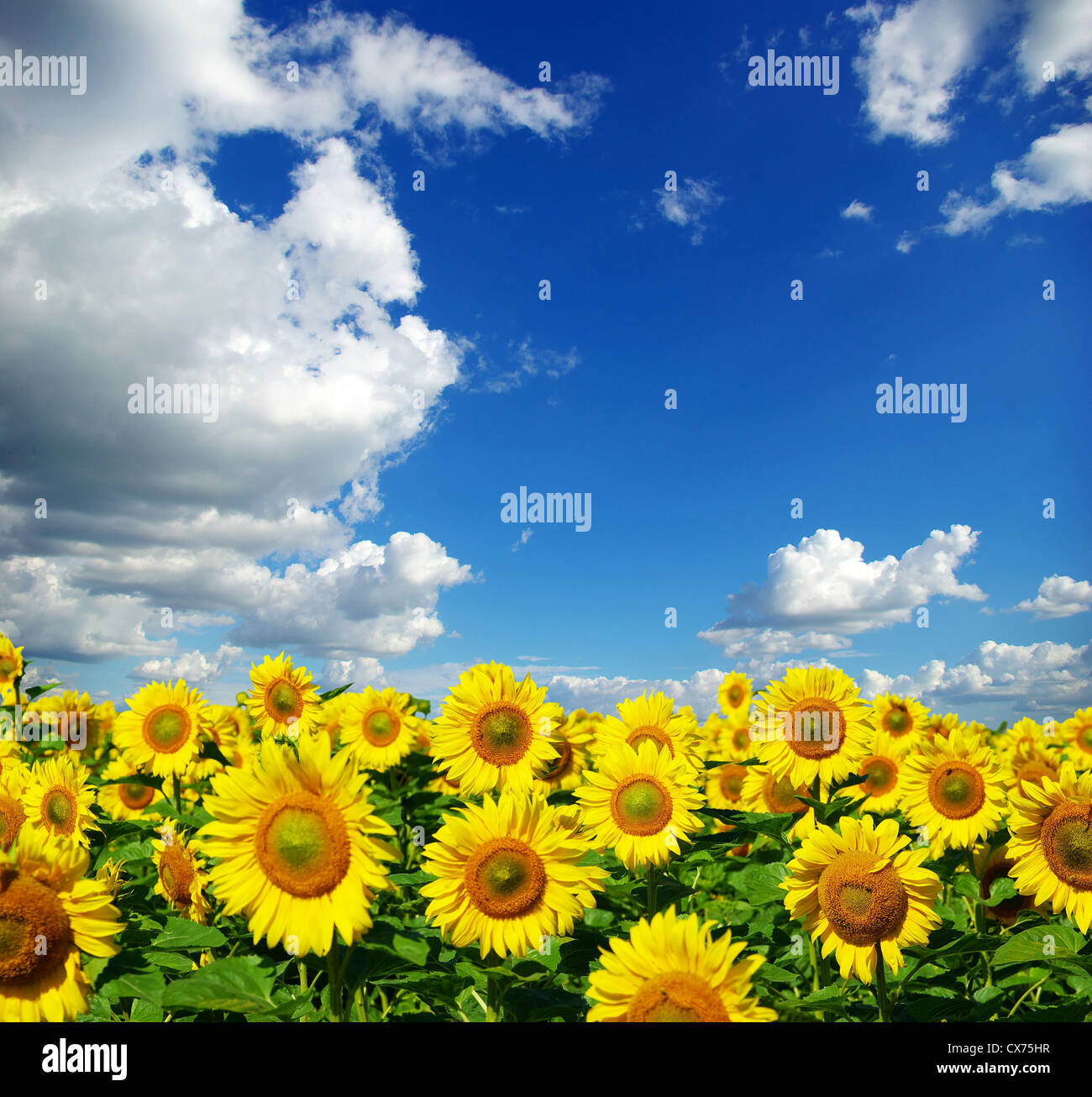 sunflower field over cloudy blue sky Stock Photo - Alamy