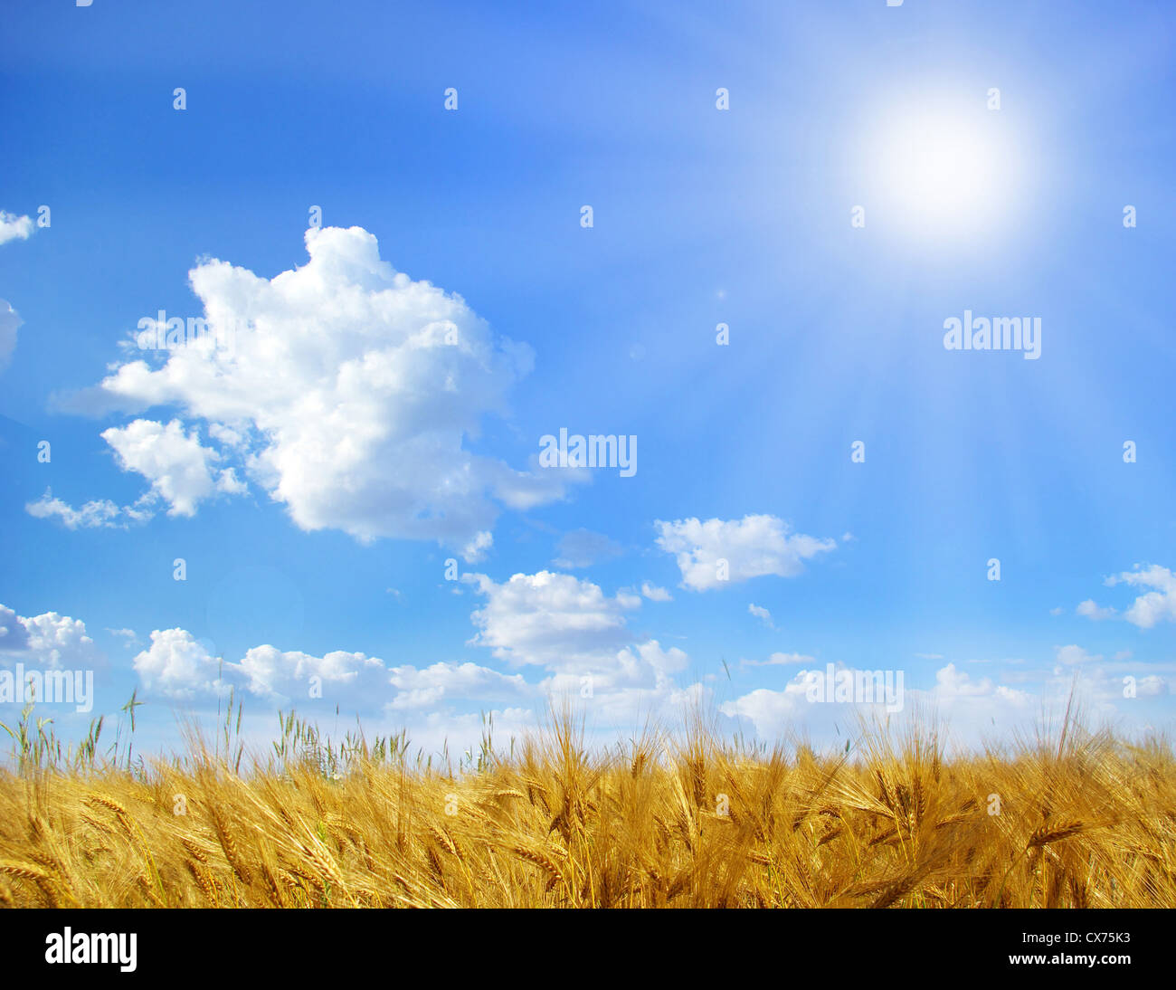 Wheat ears against the blue sky Stock Photo - Alamy