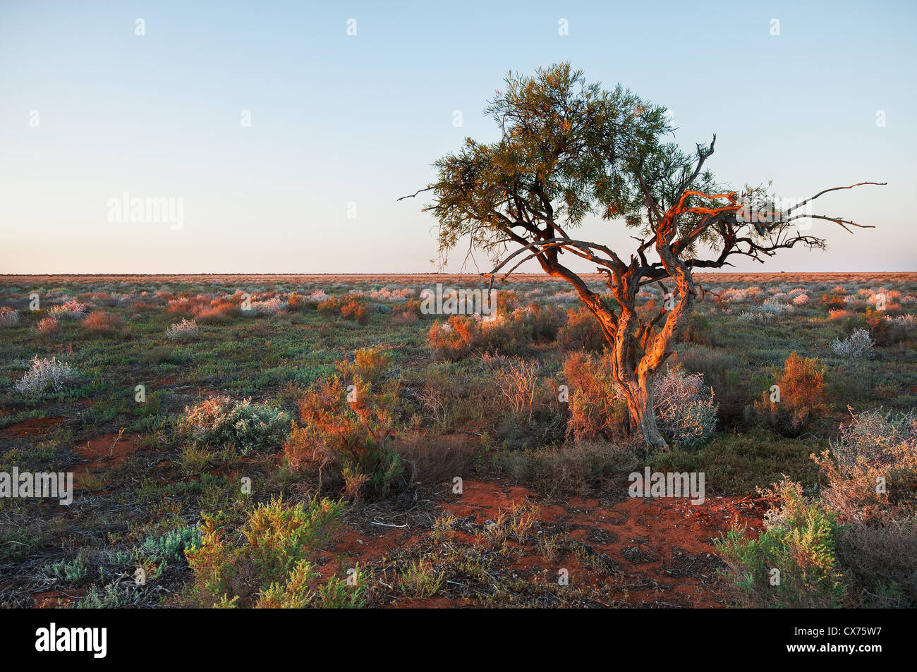 Lonely gnarled tree in the plains of Willandra National Park. Stock Photo