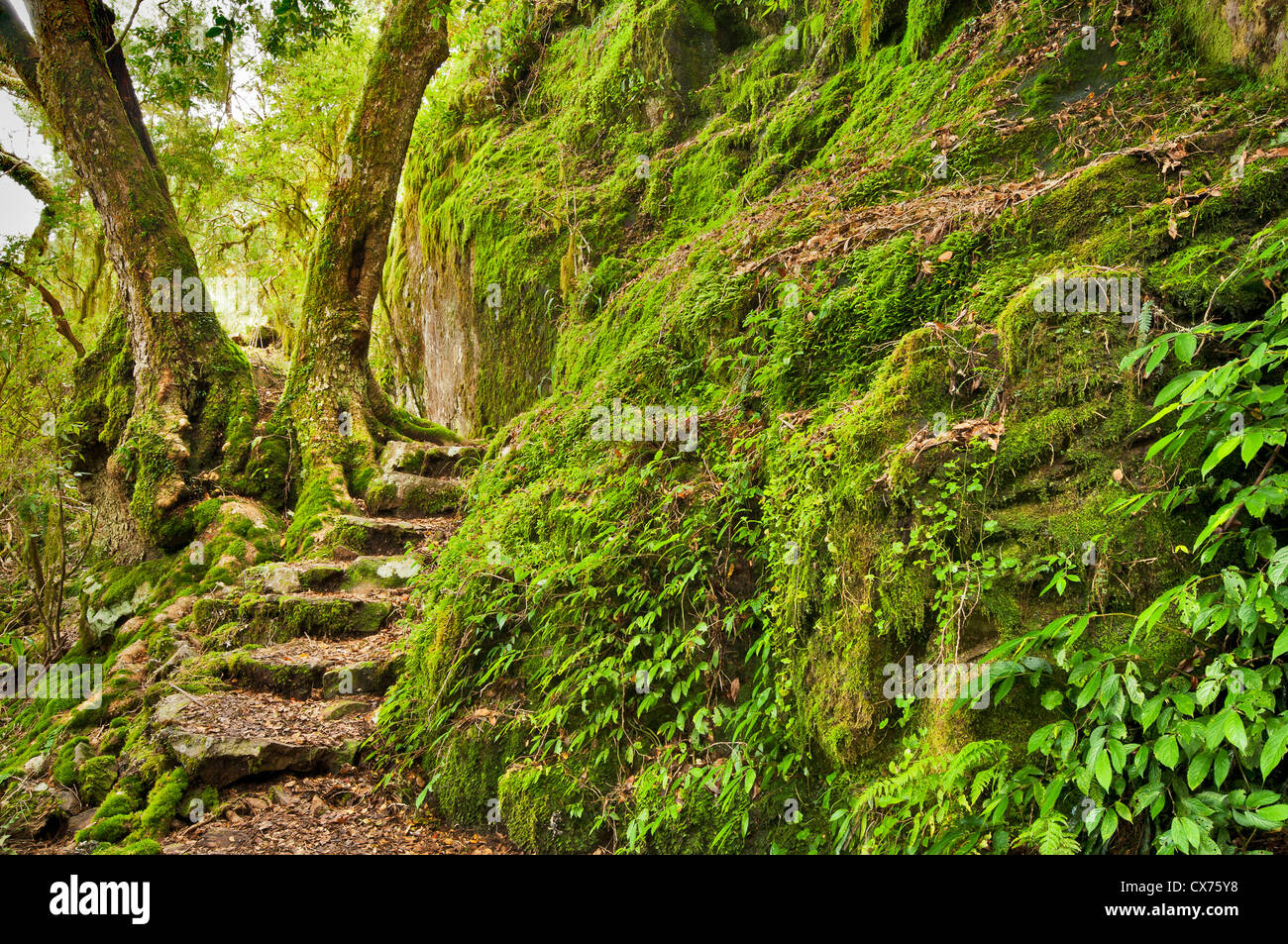 Rock steps in ancient Beech Forest of New England National Park. Stock Photo