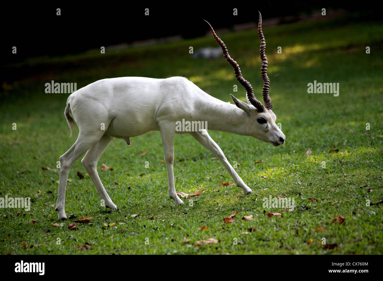 A white antelope in a zoo park Stock Photo - Alamy