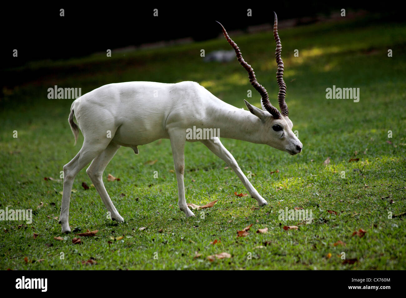 A white antelope in a zoo park Stock Photo