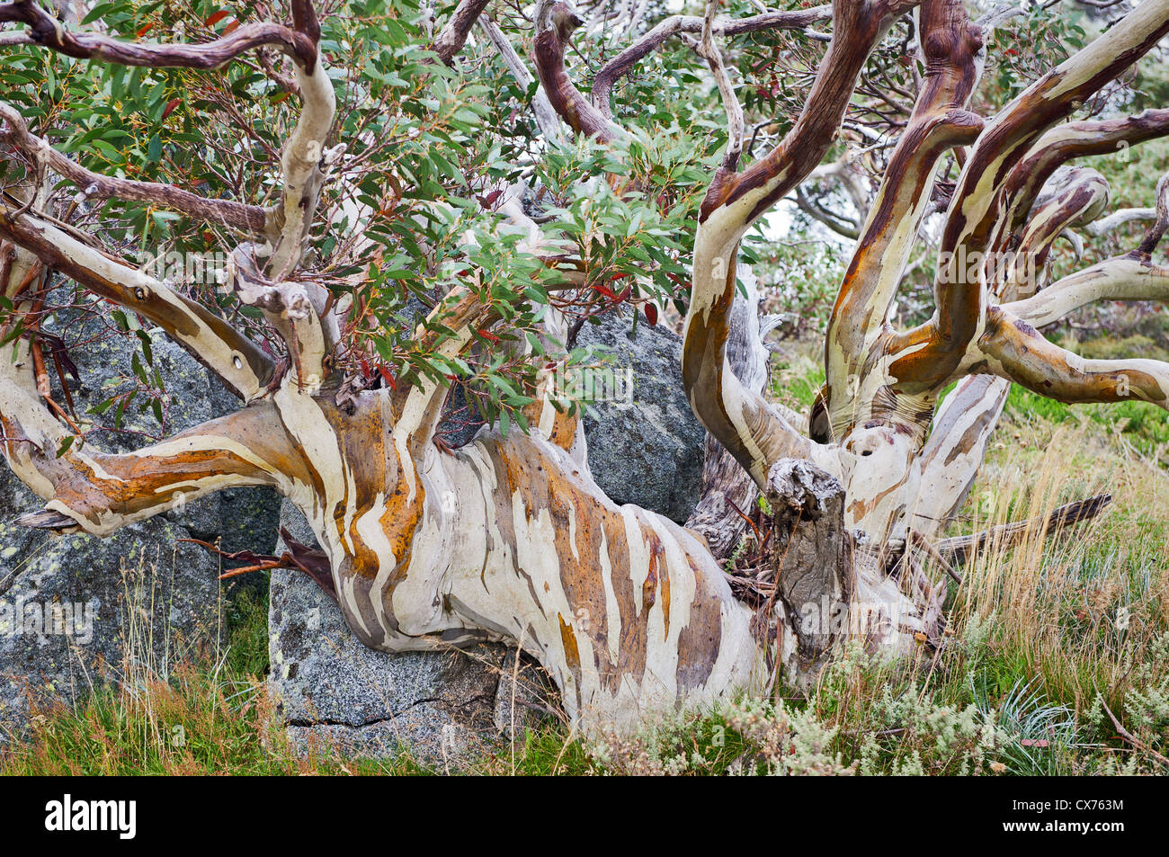 Colourful Snow Gum growing around a rock in the Snowy Mountains. Stock Photo