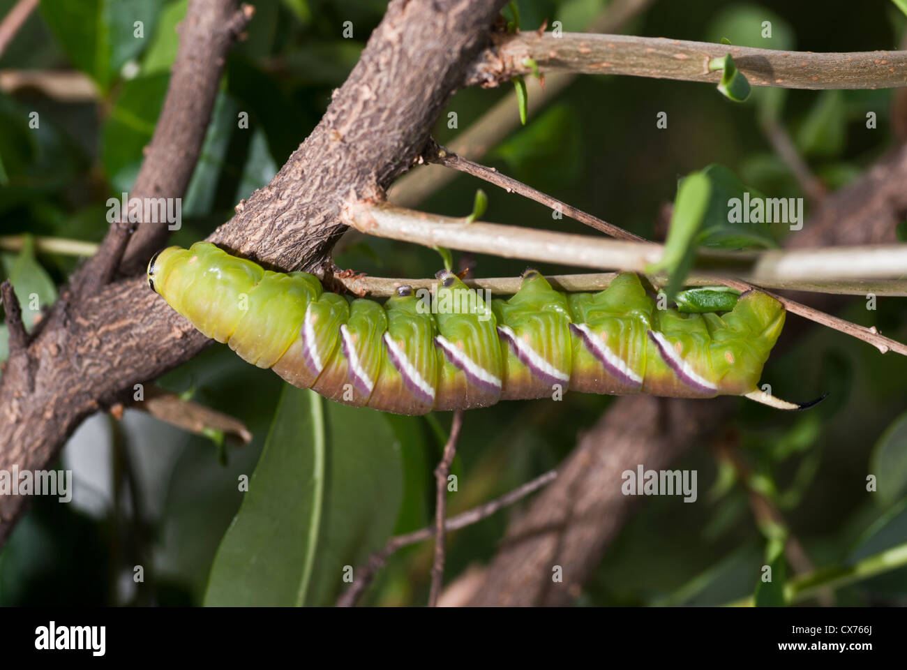 Privet Hawkmoth Caterpillar Sphinx Ligustri Starting To Change Colour privet-hawkmoth-caterpillar-sphinx-ligustri-starting-to-change-colour