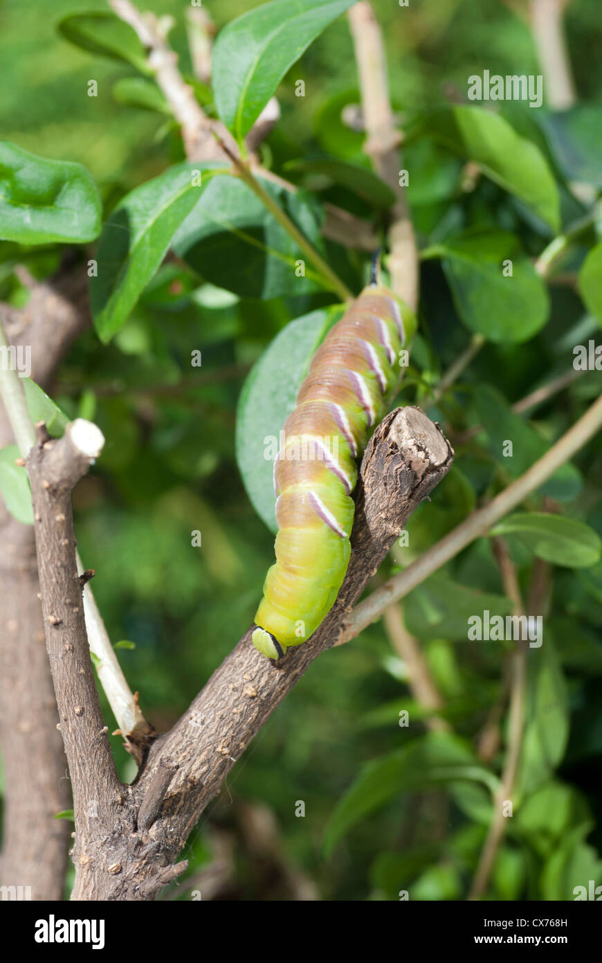 Privet Hawkmoth Caterpillar Sphinx Ligustri Starting To Change Colour privet-hawkmoth-caterpillar-sphinx-ligustri-starting-to-change-colour