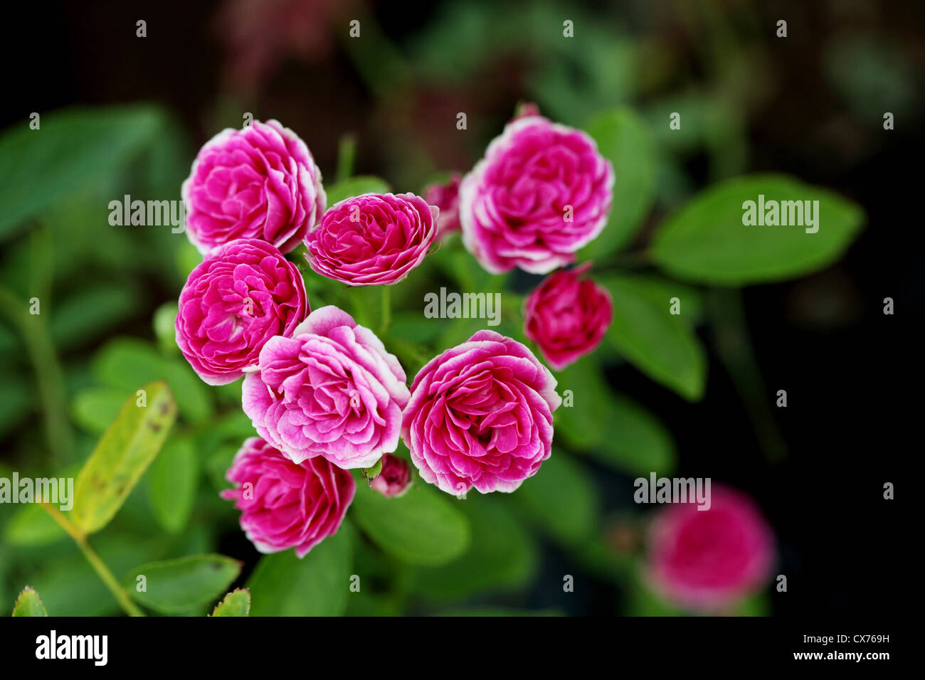Bunch of pink rose flowers in a garden Stock Photo - Alamy