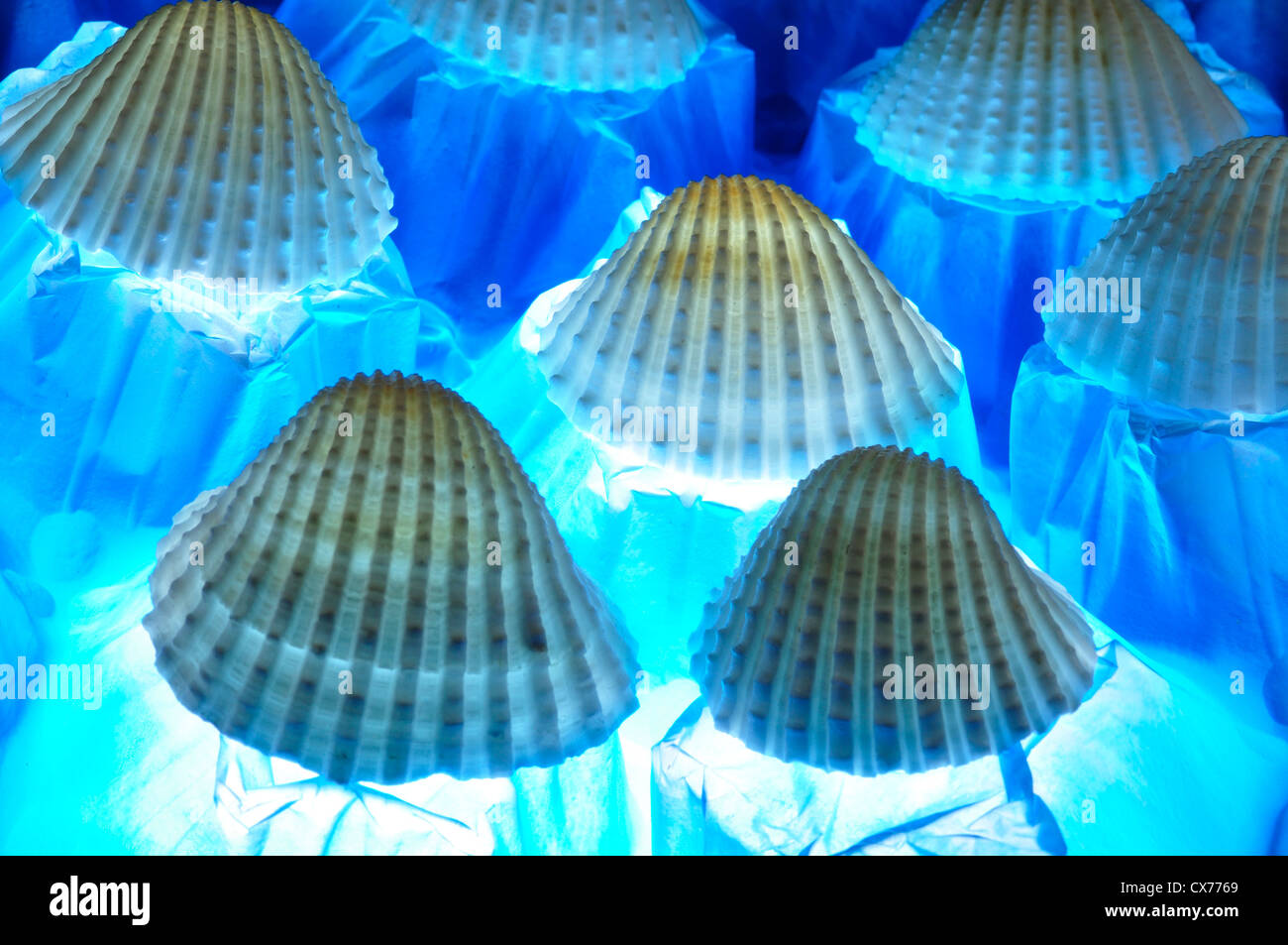 Abundance of shells hi-res stock photography and images - Alamy