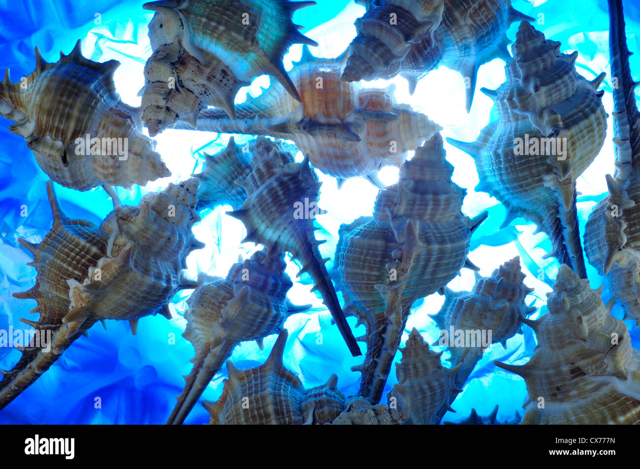 Abundance of shells hi-res stock photography and images - Alamy