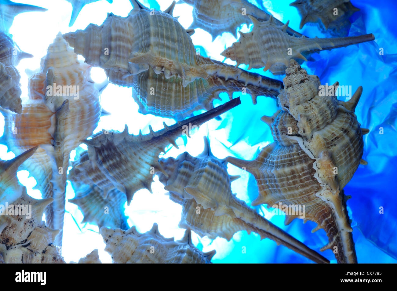 Abundance of shells hi-res stock photography and images - Alamy