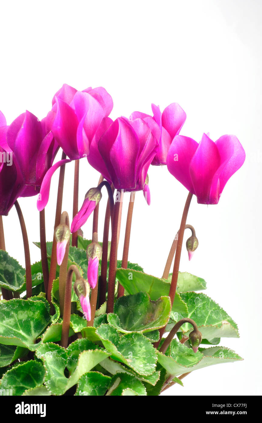 Pink Cyclamen Blossoms White background Stock Photo